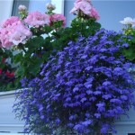 0_c6505_2ea1b602_orig