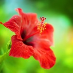 111723459_gibiskus_9