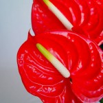 Anthurium_10