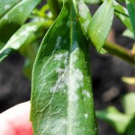 Белый налет_03