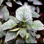 Powdery mildewМучнистая росаБорошниста роса