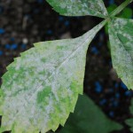 Powdery mildewМучнистая росаБорошниста роса