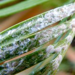 Белый налет_06