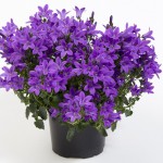 Campanula07