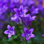 Campanula26