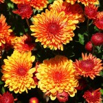 Chrysanthemum01