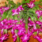 Декабрист_01