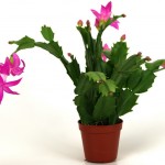 Декабрист_02