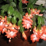 Декабрист_04