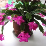 Декабрист_05