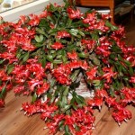 Декабрист_06