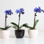 Фаленопсис-2