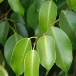 Ficus-benjamina05