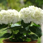 Gortenziya-komnatnaya01