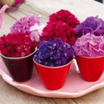 Gortenziya-komnatnaya02