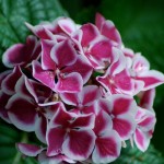 Gortenziya-komnatnaya04