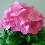 Gortenziya-komnatnaya05