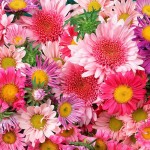 Hrizantemi_—_krasota_oseni