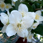 Öâåòêè æàñìèíà