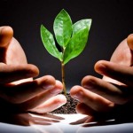 Kogda-mozhno-peresazhivat-cvety19