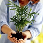 Kogda-mozhno-peresazhivat-cvety21