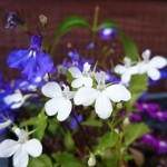 Lobelia-07-520x293