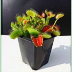 Мухоловка05