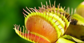 Мухоловка08