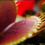 Мухоловка09