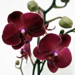 Пересадка орхидеи02