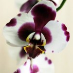 Пересадка орхидеи03