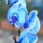 Пересадка орхидеи04