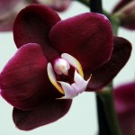 Пересадка орхидеи09