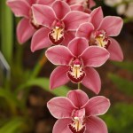 Пересадка_орхидеи02