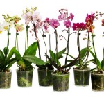 Пересадка_орхидеи06