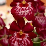 Пересадка_орхидеи08