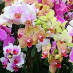 Orchids
