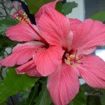 Pestrolistnyiy-gibiskus