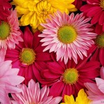Raznocvetnye-hrizantemy-4084