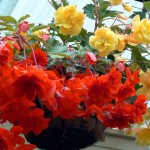 ампельная бегония