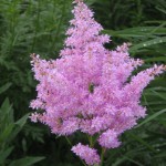 astilba_ritm_ehnd_bit