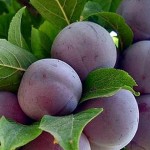 b836cae41dbe96e41005da1959e955f9