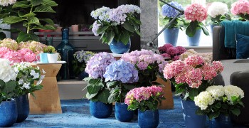 cd8813b3b4e1b0e19b24f754578ae7ae