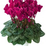 cyclamen_04