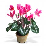 cyclamen_05
