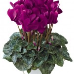 cyclamen_07