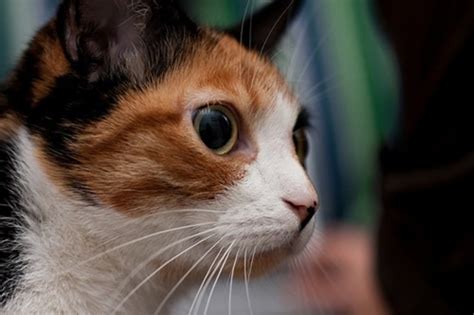 Причины узких зрачков у котов