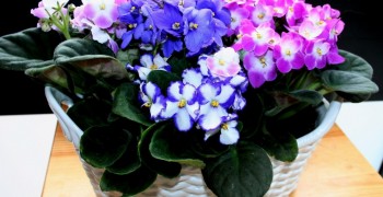fialki_cvety_komnatnye_raznocvetnye_44456_1920x1080