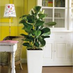 ficus02