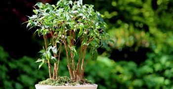 fikus-bendzhamina-14